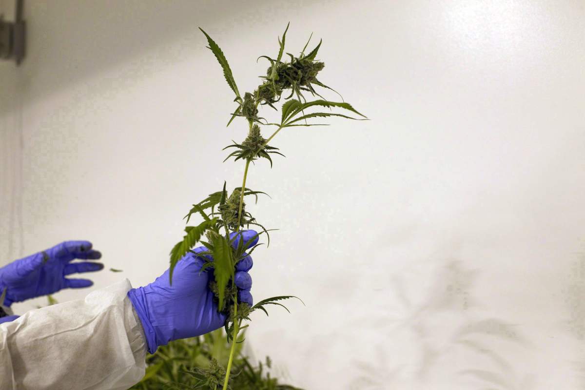 Marijuana companies across the country are growing
rapidly.