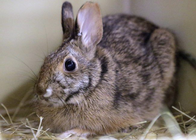 File photo of a New England cottontail rabbit seen in Providence, R.I.