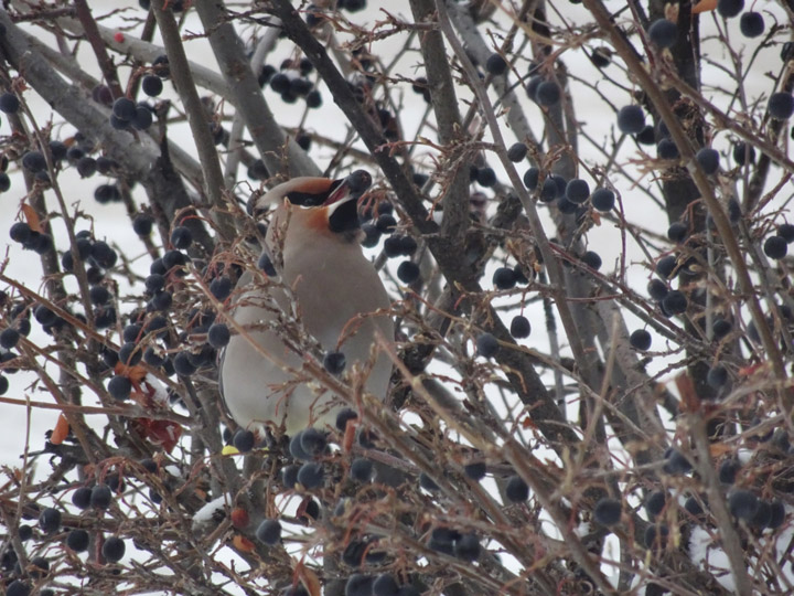 The Jan. 6 Your Saskatchewan photo was taken in Kamsack by Karen MacDonald.