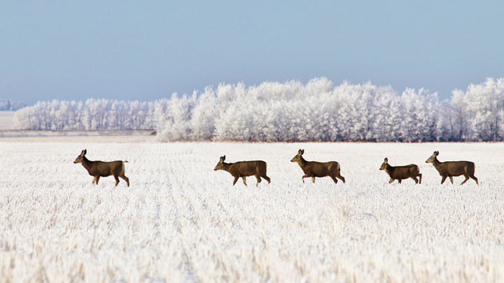 The Your Saskatchewan photo for Jan. 31 was taken near Vanscoy by Margaret Flack.