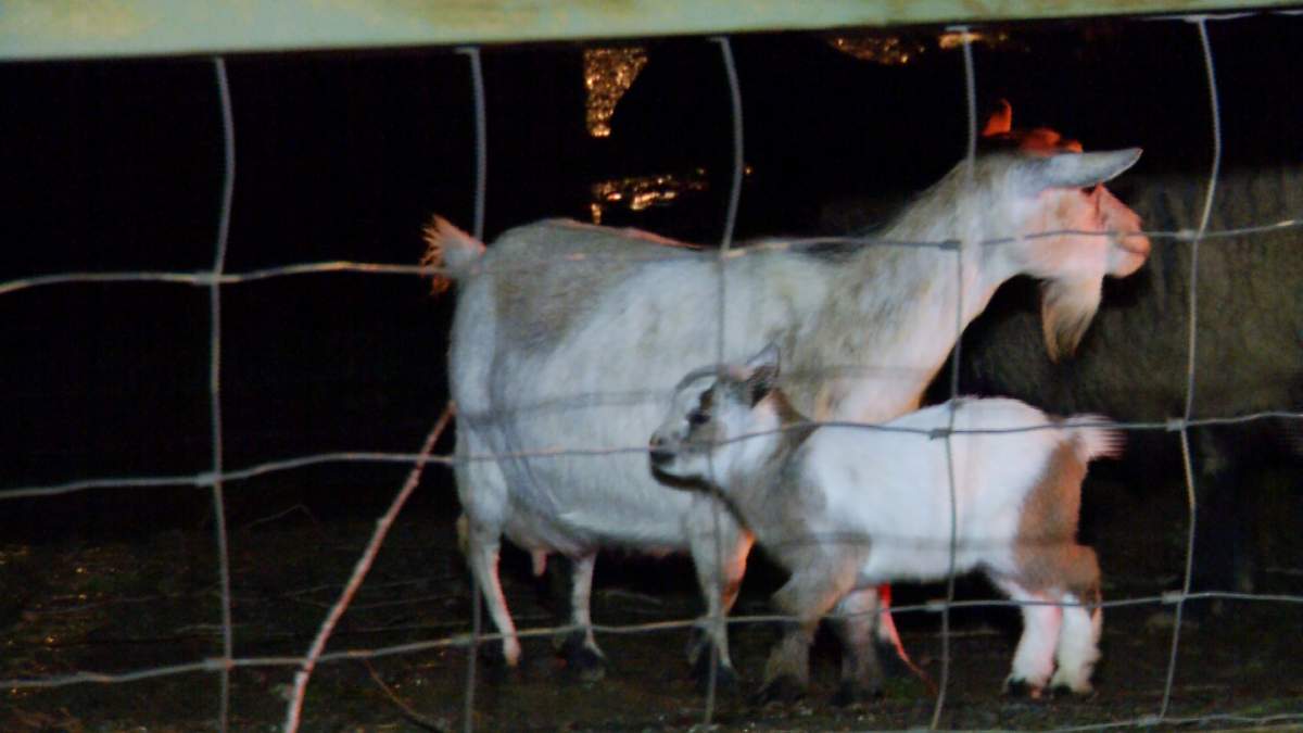 Goats are safe after a blaze destroyed the Mann Farms barn in Abbotsford on Monday night.