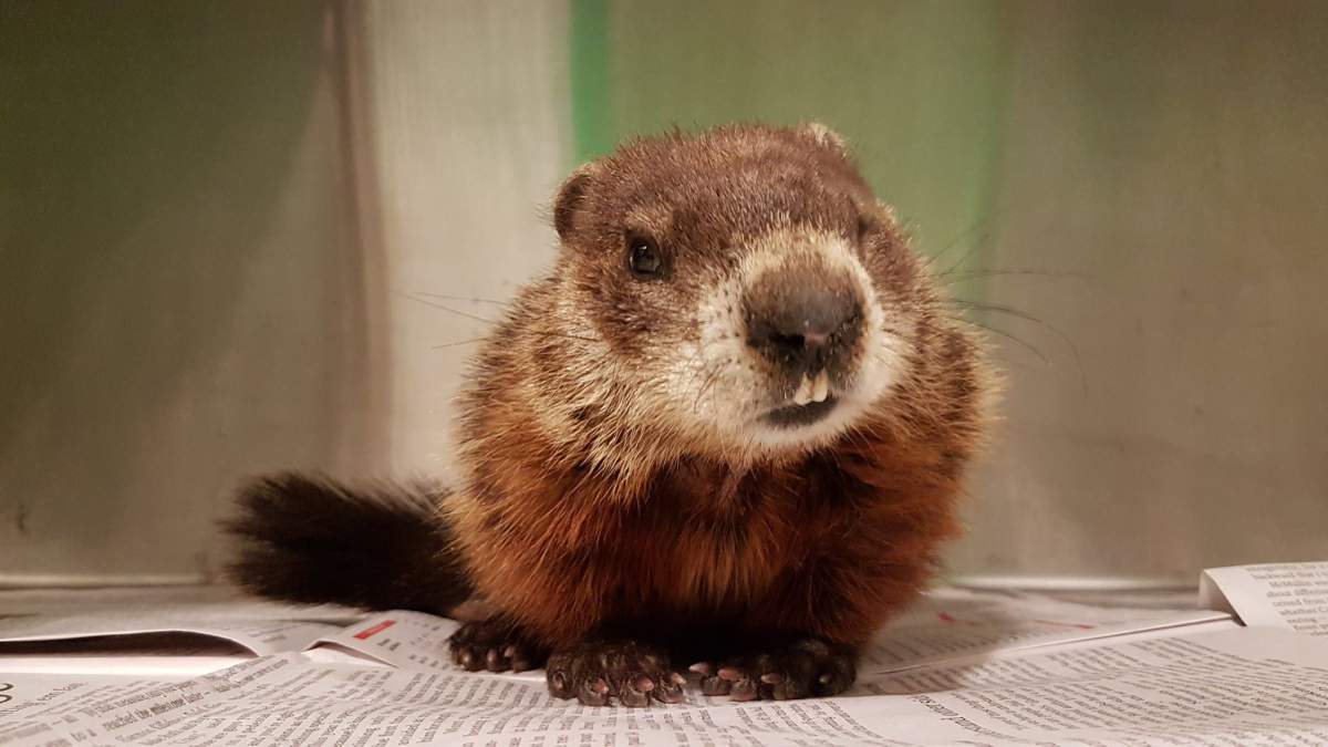 The groundhog was spotted wandering in circles and was out in freezing temperatures. 
