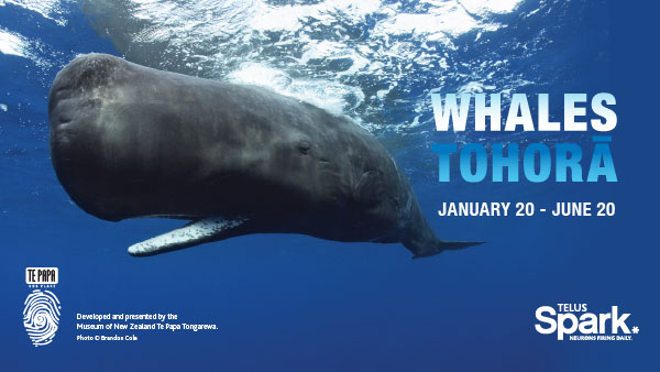 Whales|Tohorā - image