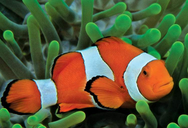 Celebrate Family Day at Vancouver Aquarium - image