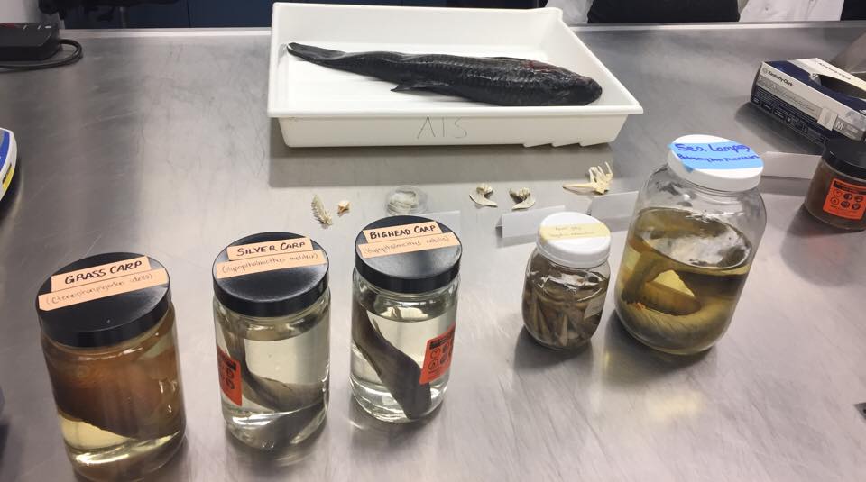 Federal government targets threat of Asian carp with $20M investment - image