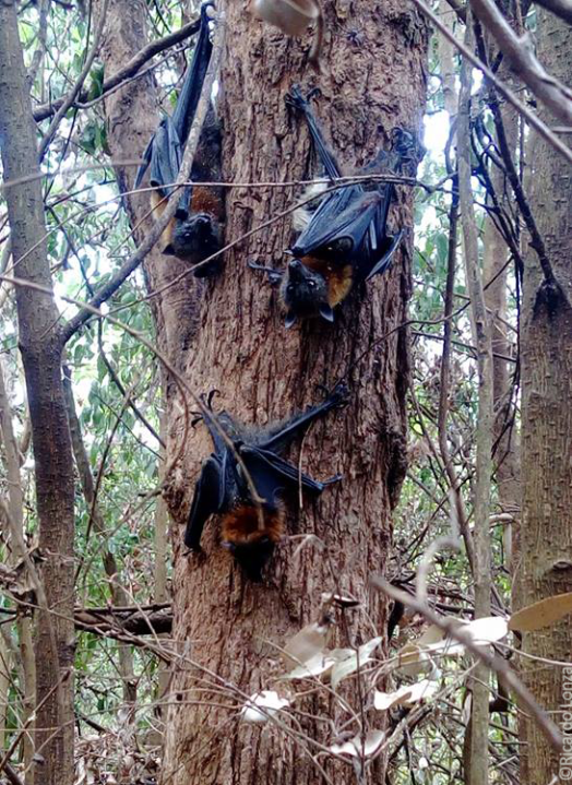 It’s so hot in Australia that hundreds of baby bats are falling off