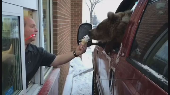 Berkley the bear was taken to Dairy Queen in Innisfail for ice cream for his birthday. A video was posted to the Discovery Wildlife Park's website.