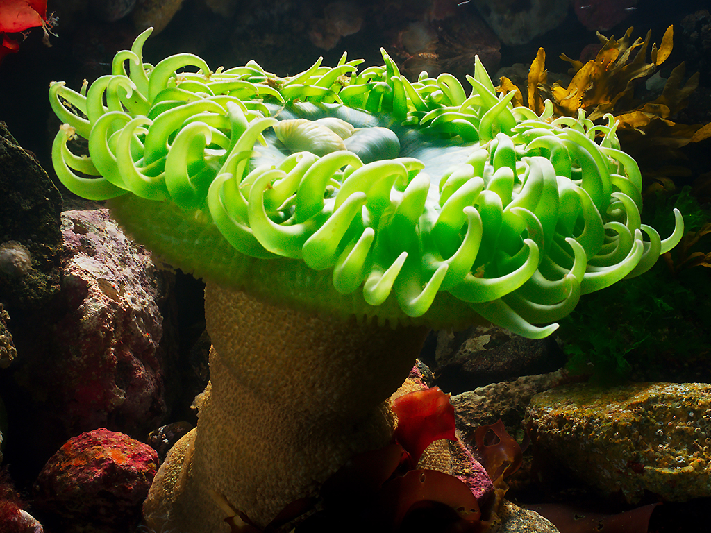 ‘Blue Planet II’: 7 things to know about the nature sequel - image