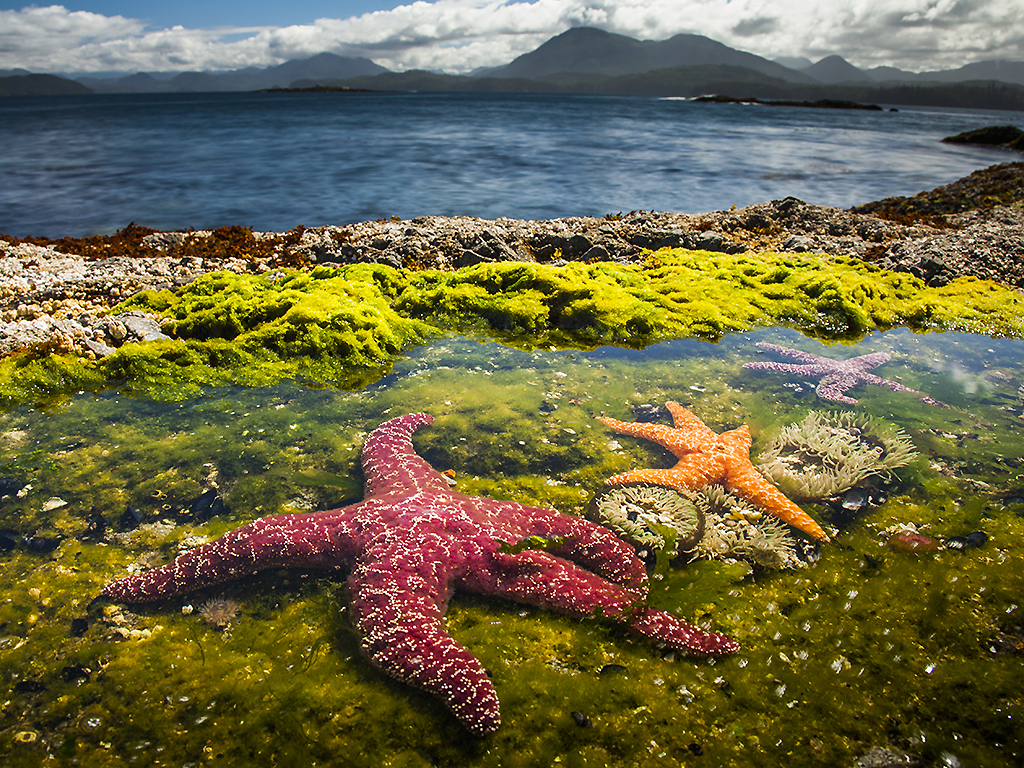‘Blue Planet II’: 7 things to know about the nature sequel - image