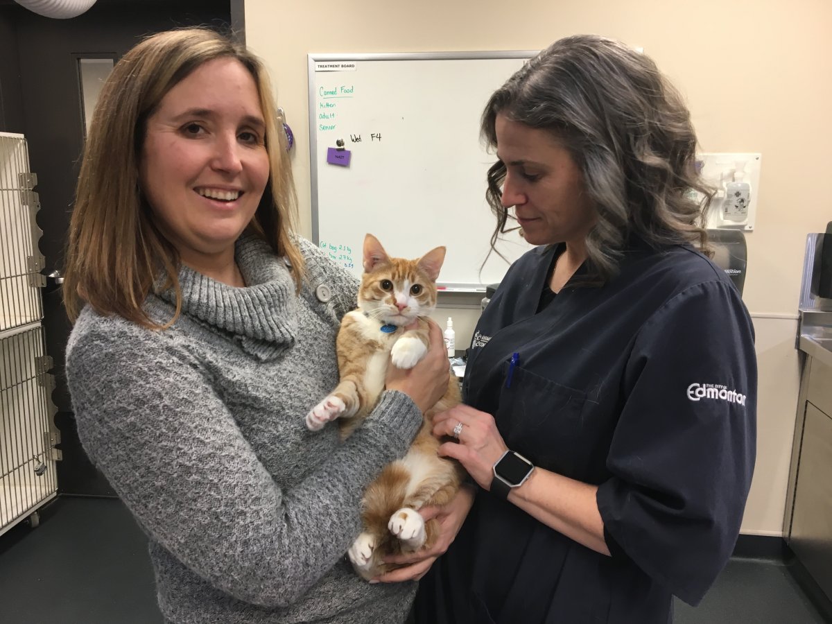 Community elations advisor Tanya Laughren, left, and medical supervisor Karen Melnyk, right, holding a cat at Edmonton's Animal Care and Control Centre. January 17, 2018.