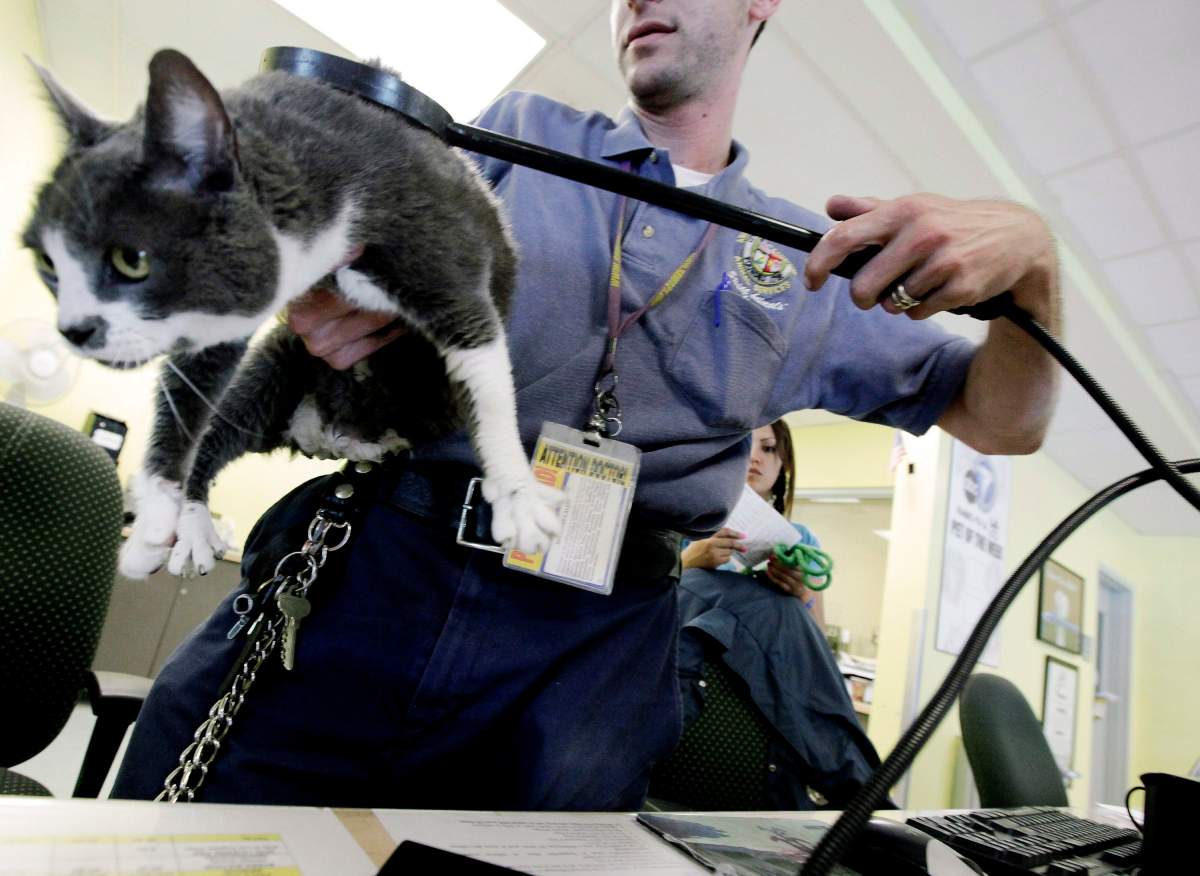 FILE – In this Wednesday July 20, 2011 file photo, Jacob Miller scans a cat for a microchip at the East Valley Animal Shelter in the Van Nuys section of Los Angeles.