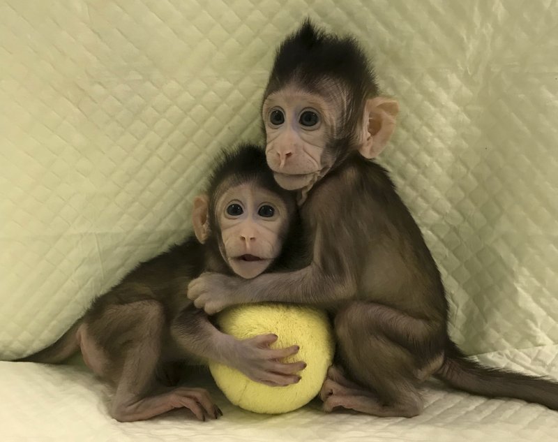 In this undated photo provided by the Chinese Academy of Sciences, cloned monkeys Zhong Zhong and Hua Hua sit together with a fabric toy. For the first time, researchers have used the cloning method that produced Dolly the sheep to create two healthy monkeys, potentially bringing scientists closer to being able to do that with humans.