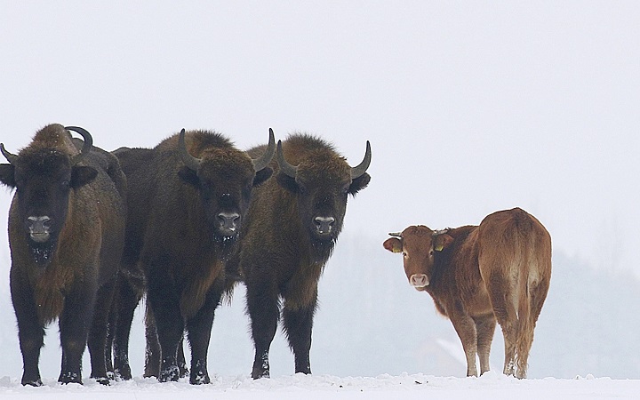 In this Jan. 20, 2018 photo, a cow stands near to a group of bison, near Hajnowka, Poland. A farmyard cow in Poland has chosen freedom this winter, roaming with a bison herd for three months after escaping its pen.