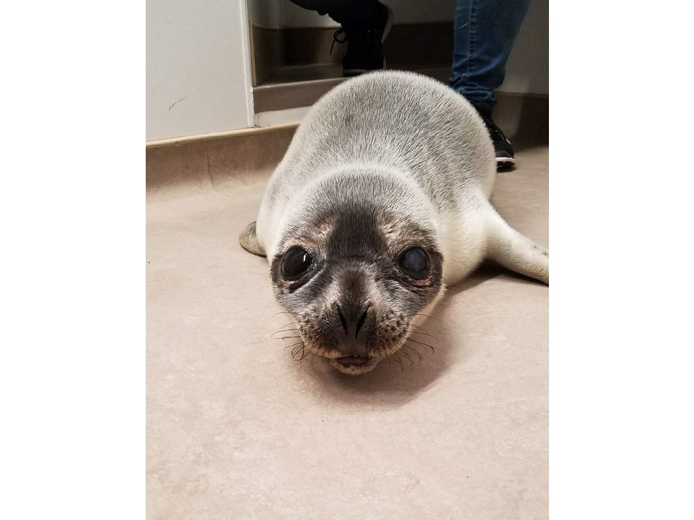 A seal that was hit by a car in Cape Breton and suffered an eye injury is shown in this handout image. The seal was brought to Hope for Wildlife Saturday night. THE CANADIAN PRESS/HO Hope for Wildlife- Hope Swinimer .