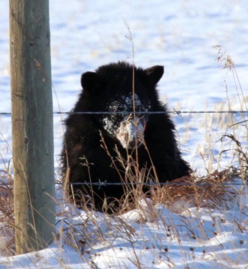 An injured black bear (named Russell by area residents) seen in the area of near Highway 22 and Springbank Road on Dec. 22, 2017. 