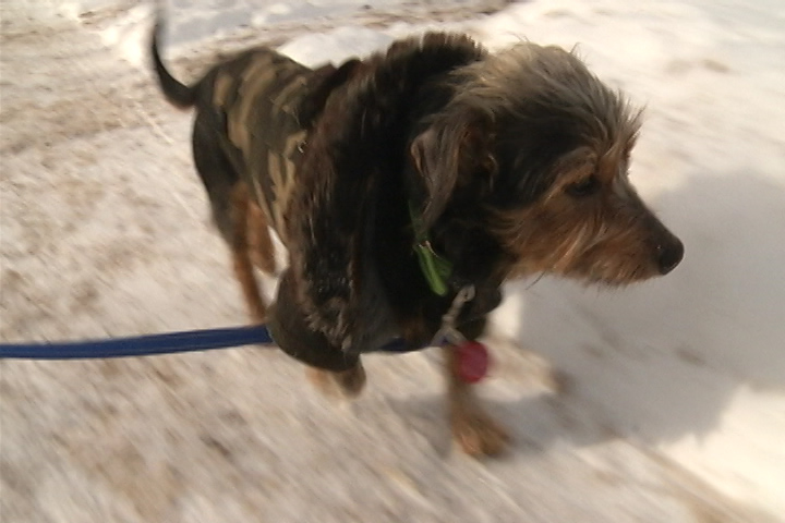 The City of Calgary Animal Services is reminding pet owners to take care of their furry friends during the extreme cold that's currently enveloped much of the city and province.