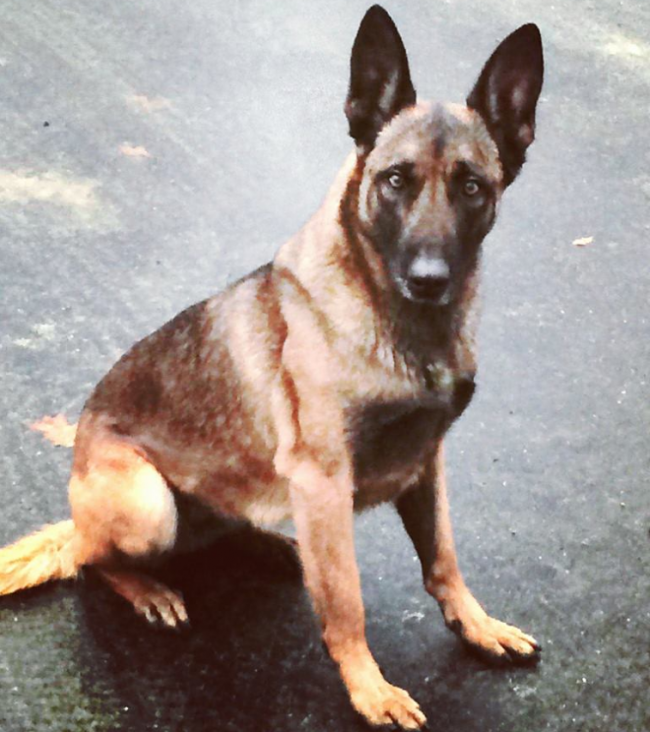 Police dog Veda, pictured here, has been cleared medically and is okay.