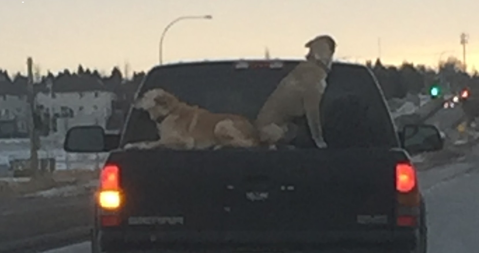 Dog in back of truck outlet law