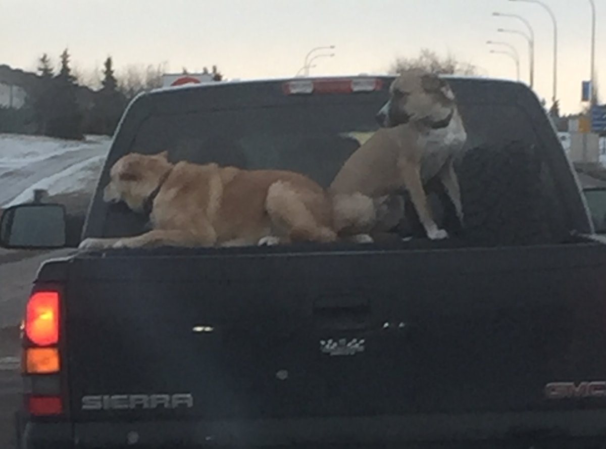 Charges will not be laid after the Alberta SPCA opened an investigation after two dogs were spotted riding above the bed of a pickup truck on Highway 16.