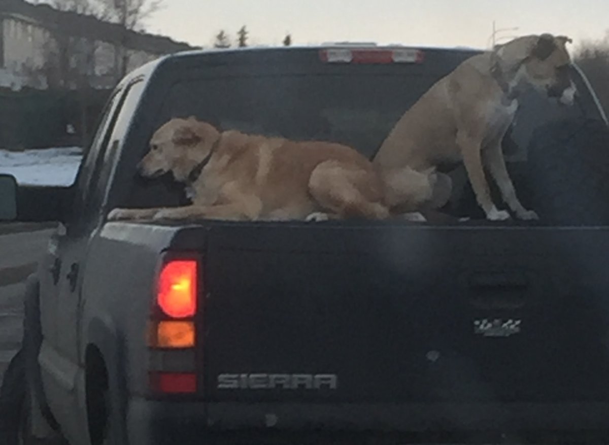 a dog is allowed in the bed of a truck