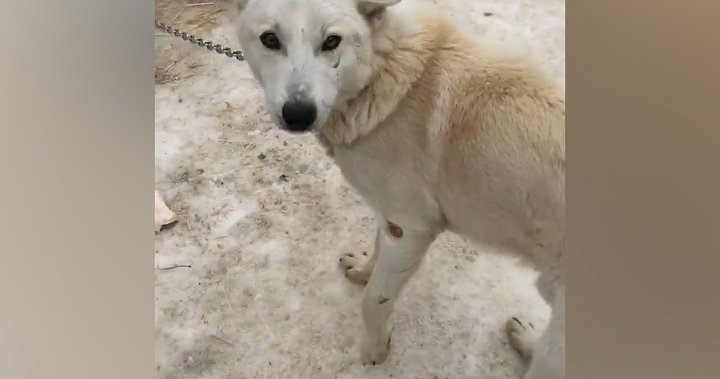 More than 200 sled dogs to remain in Ontario’s care, tribunal finds