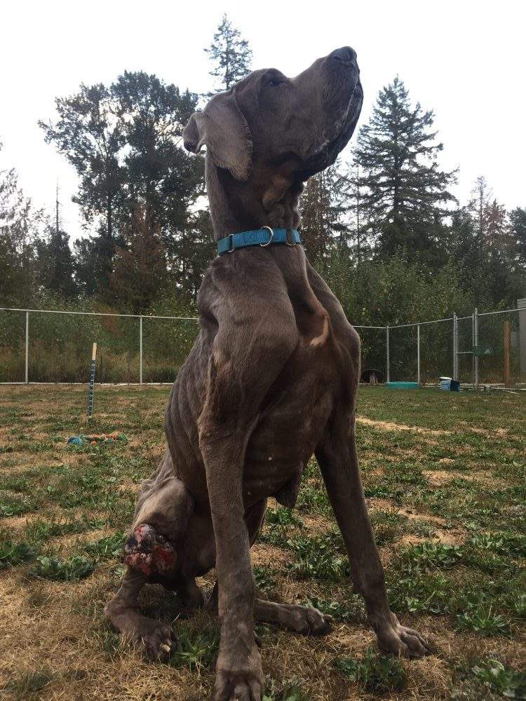 Eclipse with the mass on his leg during the beginning of his stay at the Surrey Animal Resource Centre.