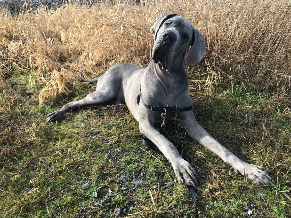 He was found thin and alone near a Surrey park. Now he’s healthy, and ready for adoption - image