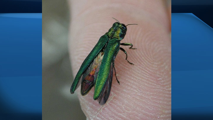 The emerald ash borer, which is deadly to all ash trees, has been designated an insect pest by the Saskatchewan government.