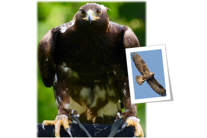 Wellington County OPP are investigating the theft of an eagle, worth $15,000, near Acton Ont.