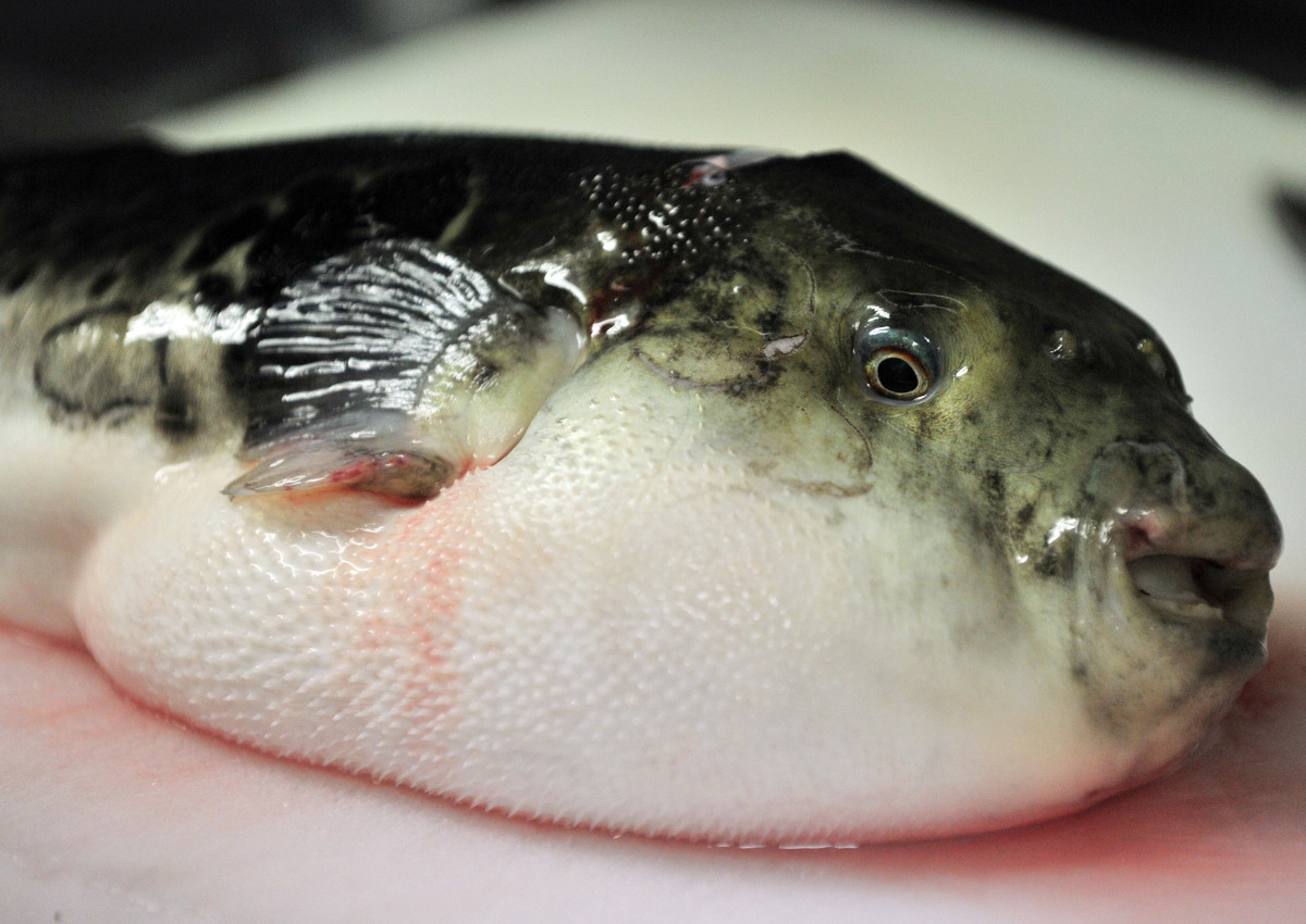  Photo taken on June 5, 2012 shows a pufferfish, known as fugu in Japan, on a chopping board to remove toxic internal organs at a Japanese restaurant 'Torafugu-tei' in Tokyo.