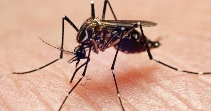 С изумителния глобален скок на случаите на треска от денга