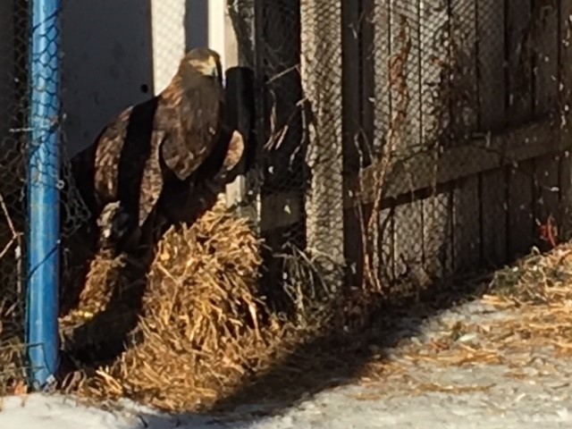 A bird being cared for by the Alberta Society for Injured Birds of Prey at the Strathcona Raptor Shelter, east of Edmonton, Alta.