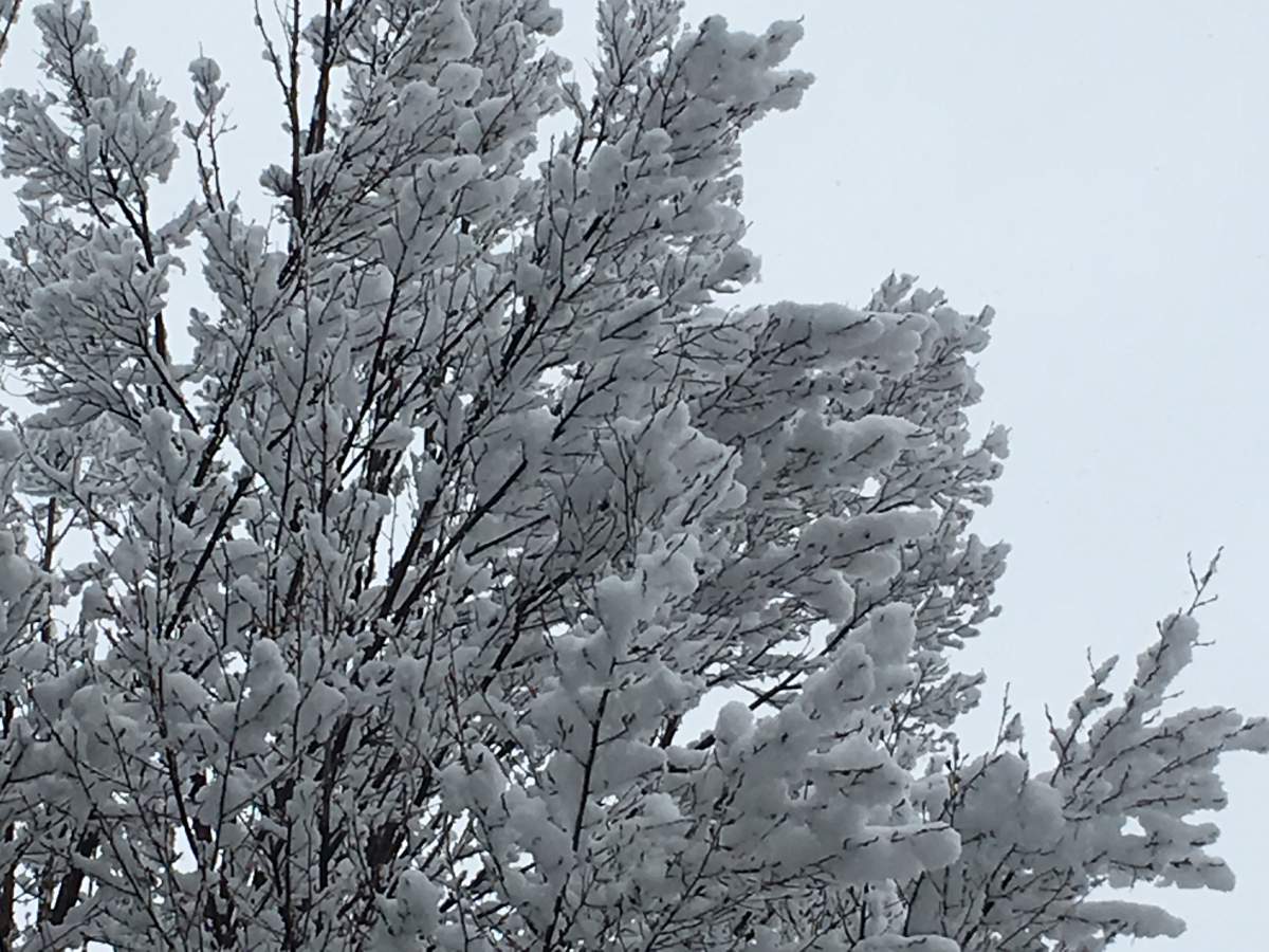 Snowfall warnings for the Okanagan, Shuswap, Nicola - image