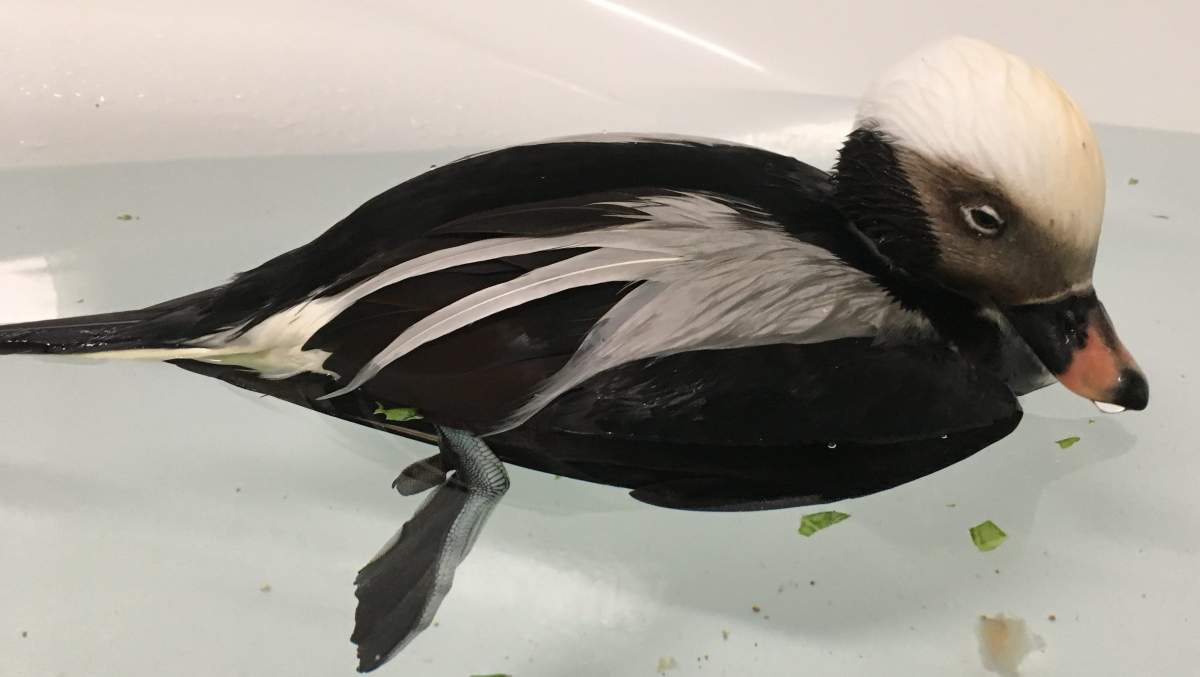 An injured black-and-white
pin tailed duck is seen in this photo taken January 9, 2017 Seaforth, N.S.