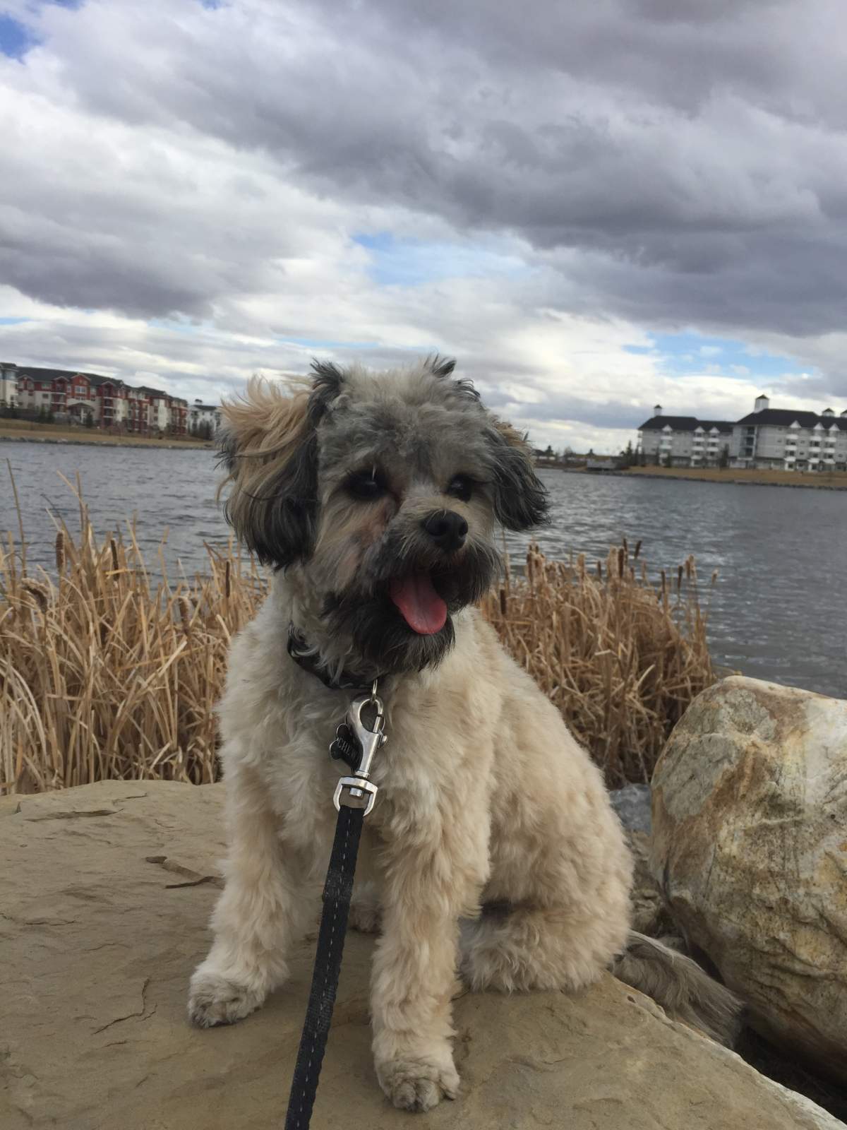 Northwest Calgary resident warns of wildlife danger after family dog killed in coyote attack - image