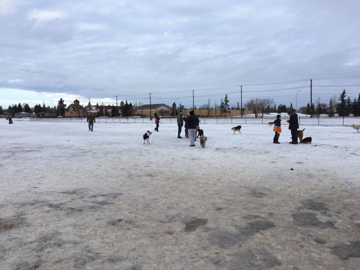 Dozens of dog owners visit Lauderdale off-leash dog park on January 6, 2018.