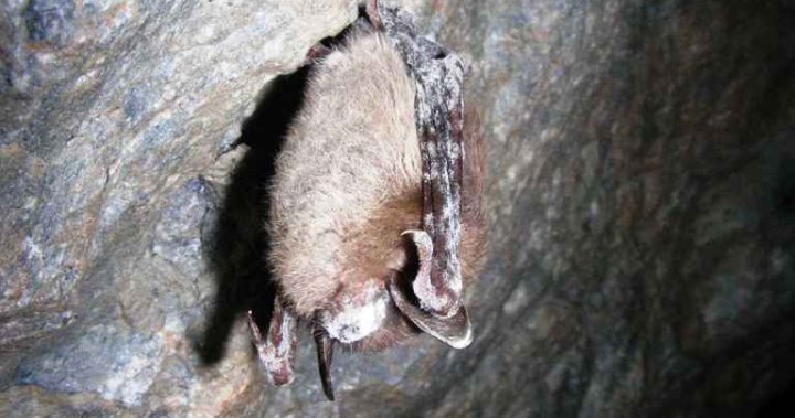 First case of fatal disease affecting bat populations discovered in Saskatchewan