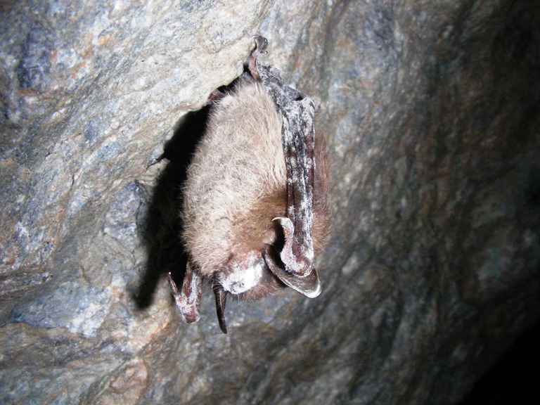 A hibernating Little Brown Bat showing visible signs of white-nose syndrome. 