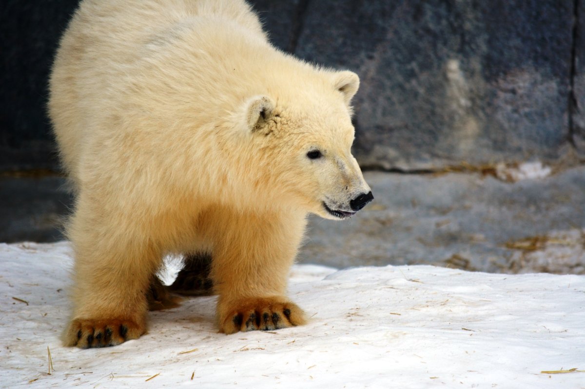 zookeepers of reddit polar bears｜TikTok Search