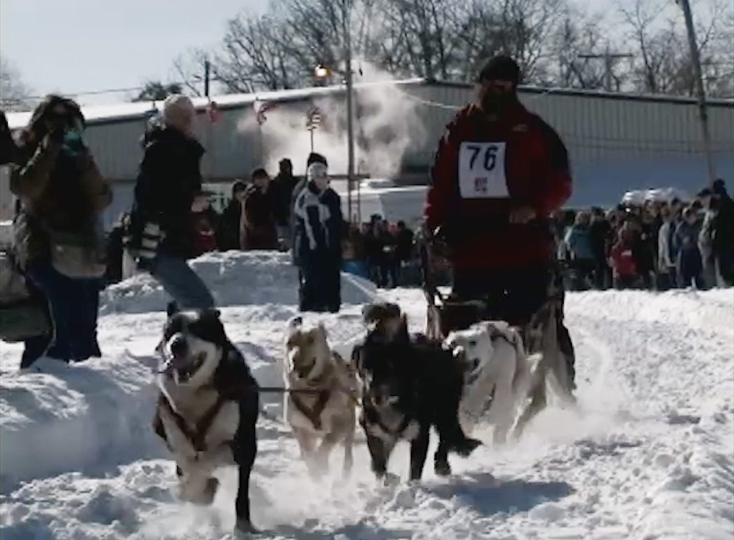 Mush mush dog sales sled