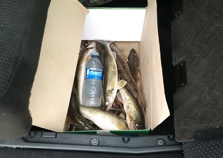 The Manitoba Conservation Officers Association shared this picture of fish hidden in a van near Selkirk.