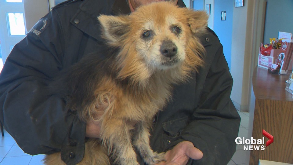 Sunny the dog was rescued by police and the New Brunswick SPCA are investigating a case of animal abandonment in Miramichi, N.B.