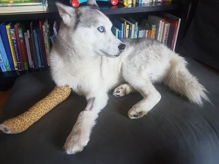 Bethany Dyck describes Meka as “the best sidekick I could have asked for” and hopes bringing attention to this story will help to prevent something similar from happening to other dog owners.