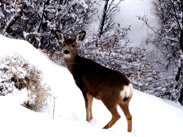 BC fruit growers calling for deer cull - image
