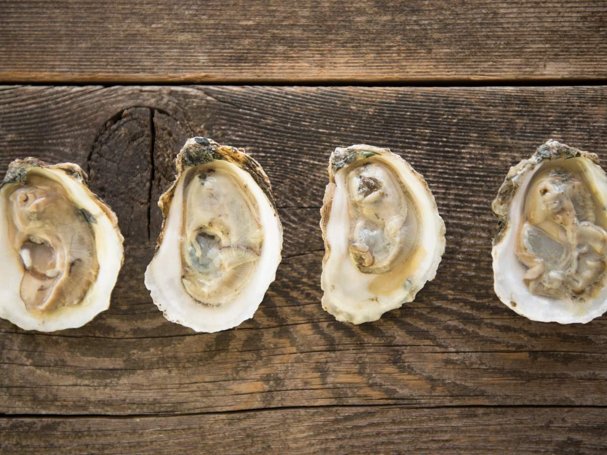 N.B. declares outbreak of shellfish bacteria causing gastrointestinal illness - image