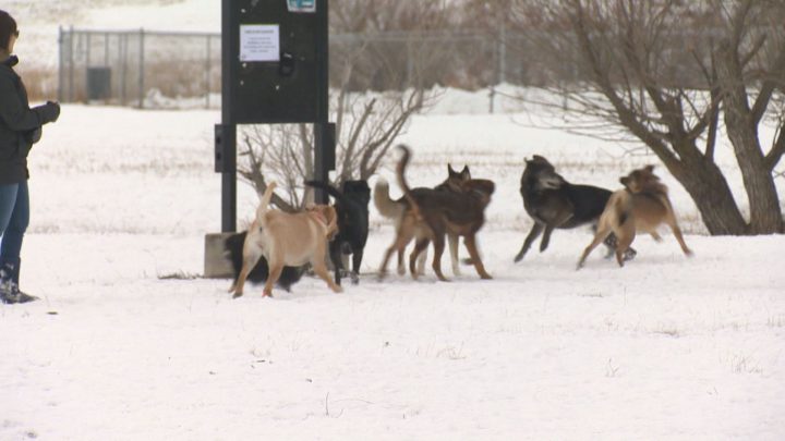 The Regina Humane Society is warning all dog owners to get their pets vaccinated against canine parvovirus.