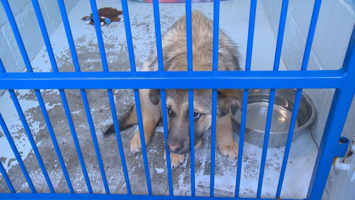The Regina Humane Society is warning dog owners about a recent outbreak in the deadly parvovirus.