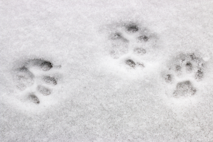 Paw prints pictured on a snow-covered walkway. 