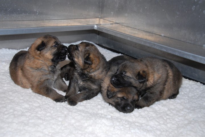 The RCMP's newest puppy recruits need names. 