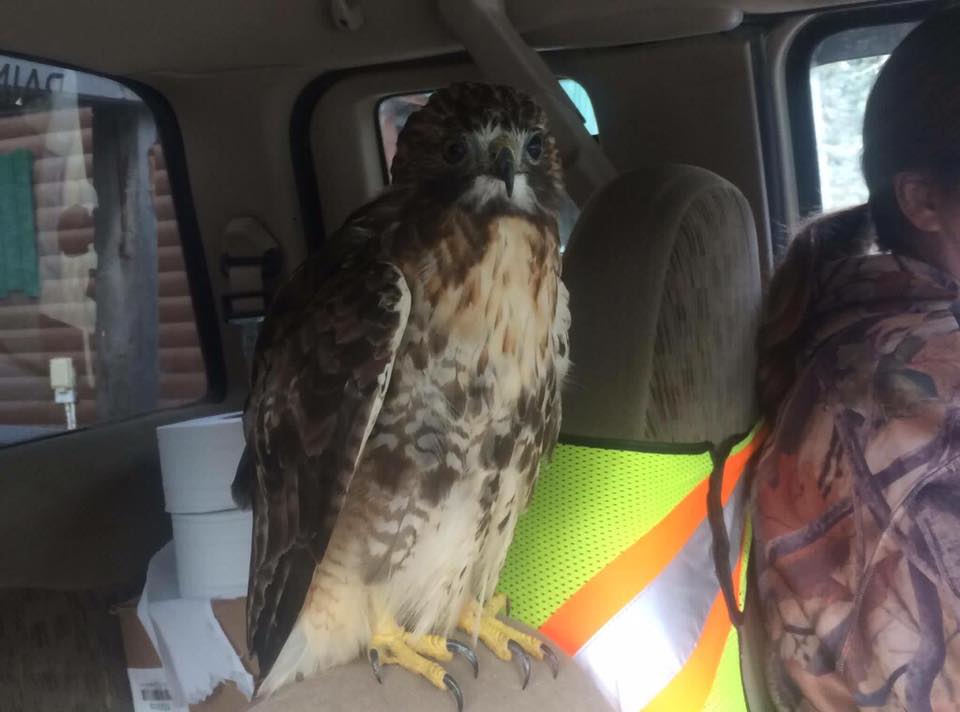 A red-tailed hawk rescued by the Alberta Society for Injured Birds of Prey near Medicine Lake, Alta., in September 2017.